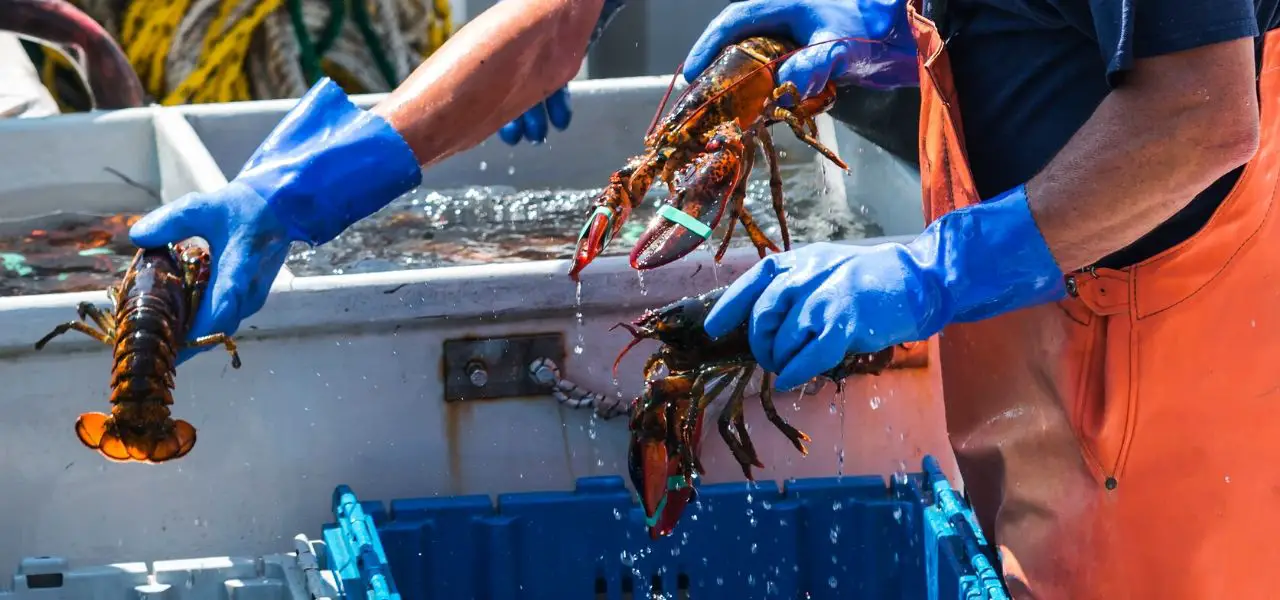 Things-to-do-in-Maine-Lobster-festival-in-Maine